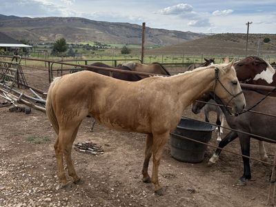 6 year old palomino gelding