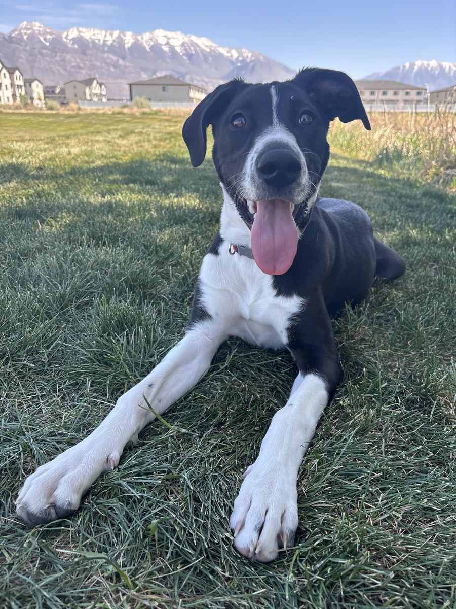 Female puppy needing a good home