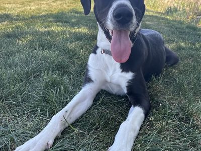 Female puppy needing a good home