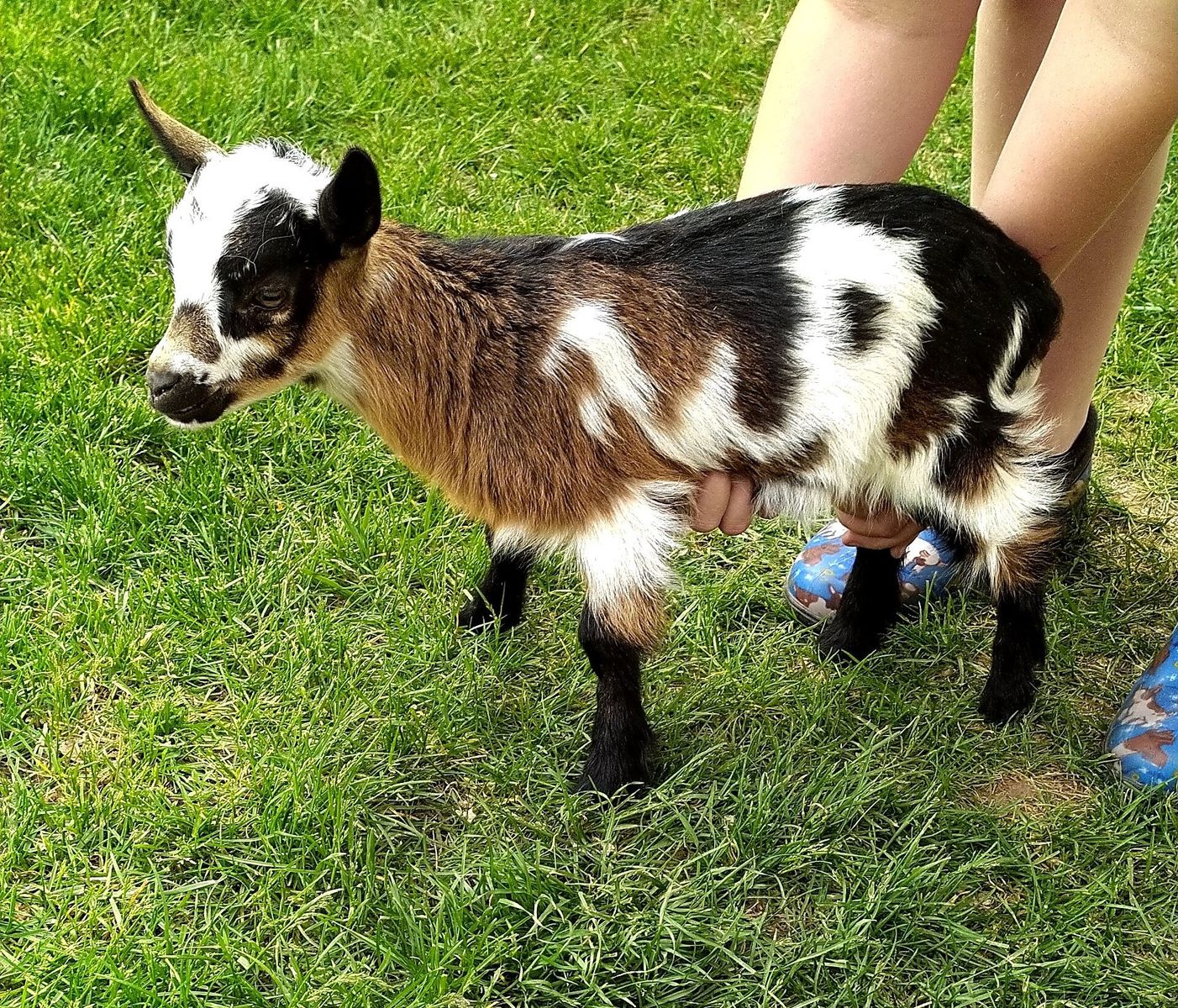 Nigerian Dwarf Female Kid