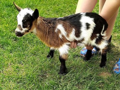 Nigerian Dwarf Female Kid