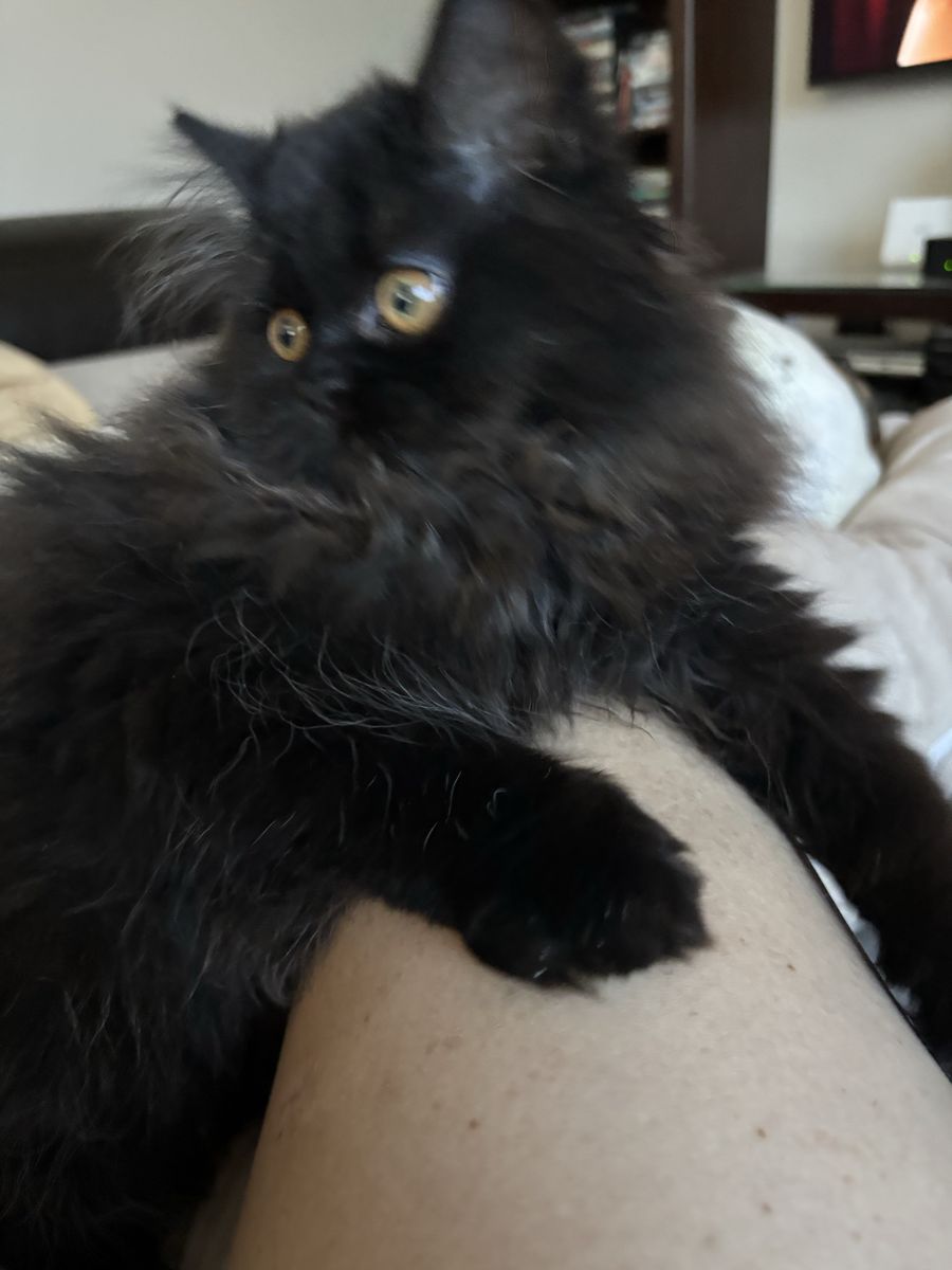 Purebred Persian and Exotic kittens 