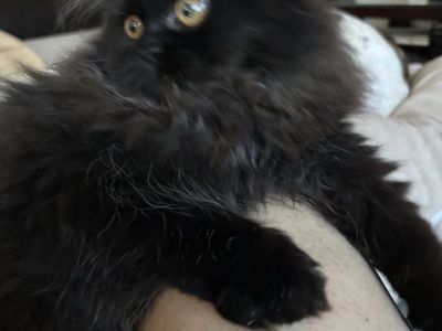 Purebred Persian and Exotic kittens