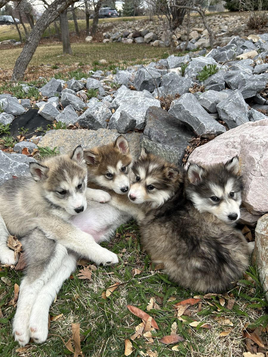 Hypoallergenic Golden Indian Dog Puppies