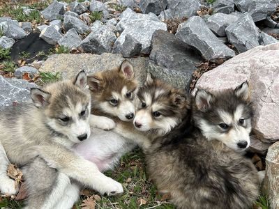 Hypoallergenic Golden Indian Dog Puppies