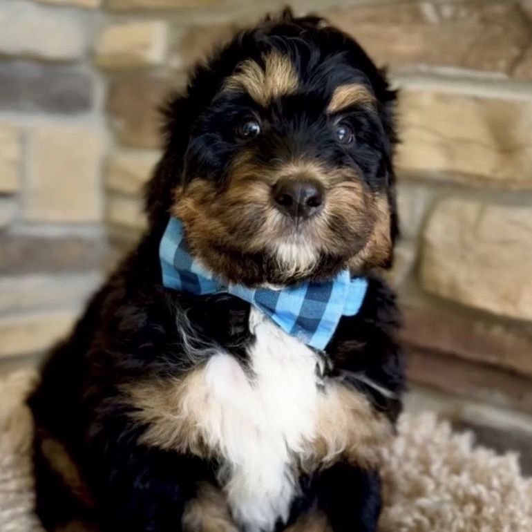 Bernedoodle