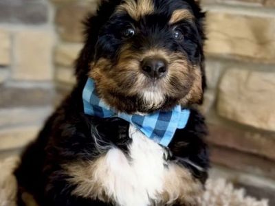 Bernedoodle