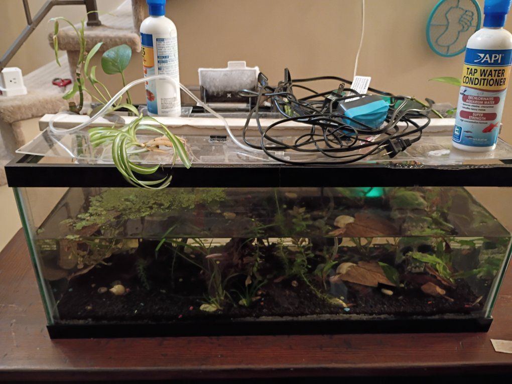 20g fish tank with everything including fish