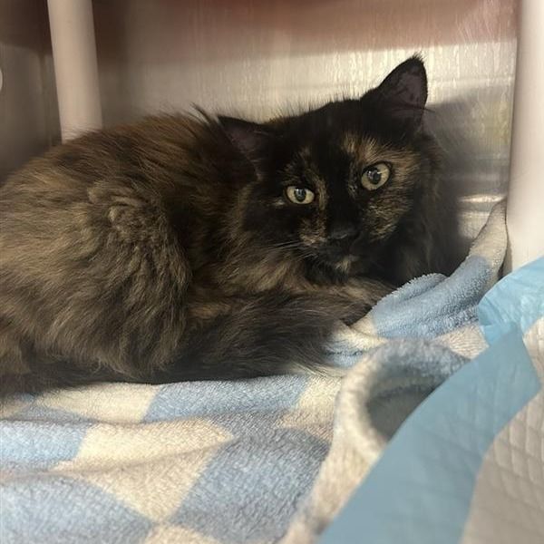 Hello my name is Daffodil