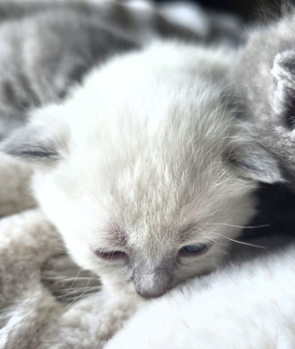 Scottish male kittens