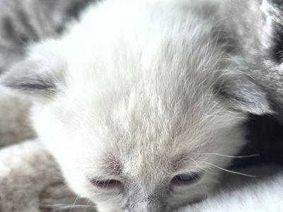 Scottish male kittens