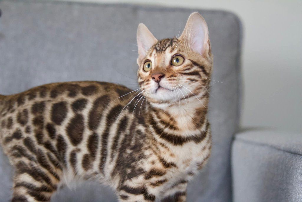 Absolutely Stunning Male Bengal Kitten Available Now. TICA Registered and Health Tested Cattery. Loves to play fetch.