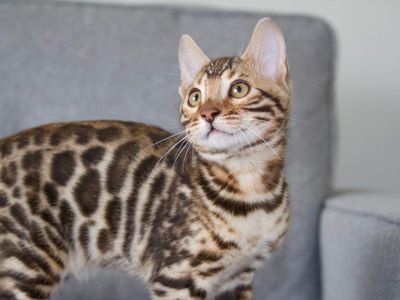 Absolutely Stunning Male Bengal Kitten Available Now. TICA Registered and Health Tested Cattery. Loves to play fetch.
