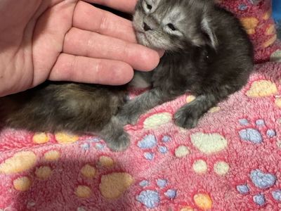 Mainecoon Kittens