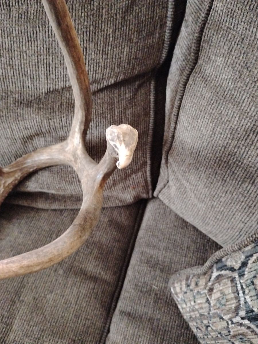 Dear antlers with unique bump and it is in great condition