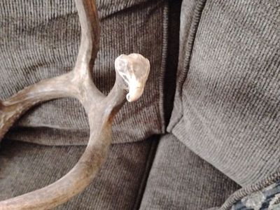 Dear antlers with unique bump and it is in great condition