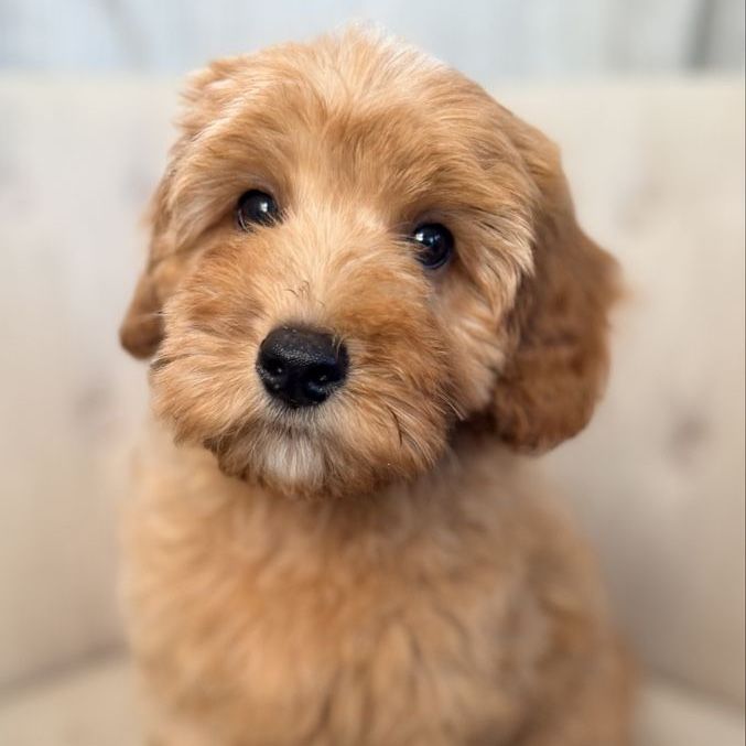 Cavapoo Puppies