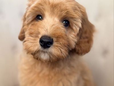 Cavapoo Puppies