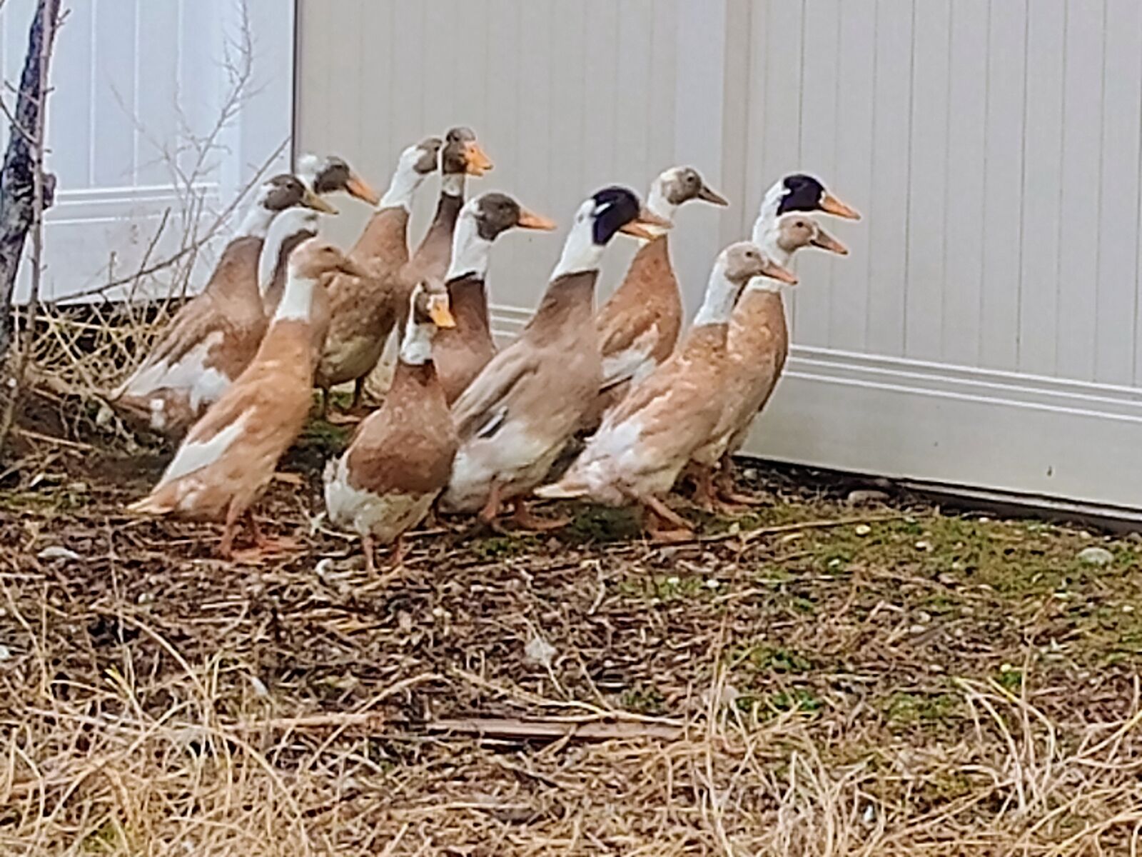 Male fawn runner ducks