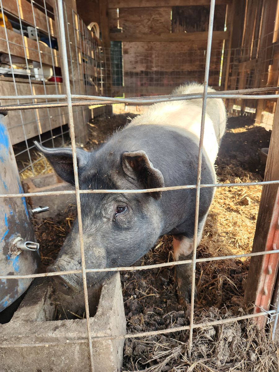 Alternate 4-H ready to butcher pig