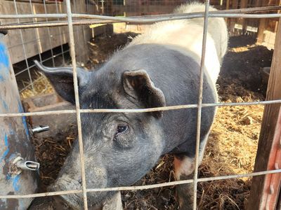 Alternate 4-H ready to butcher pig