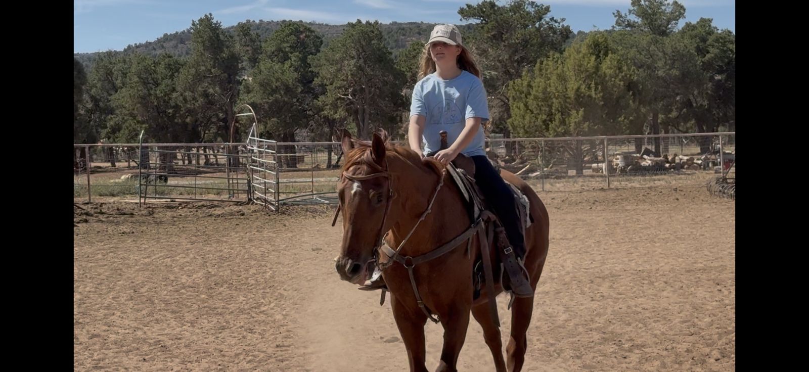 Sweet Been there done that gelding!