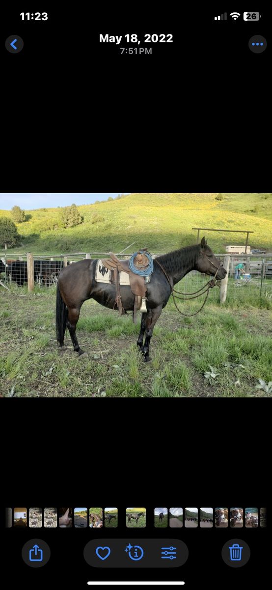 2016 Quarter Horse Mare