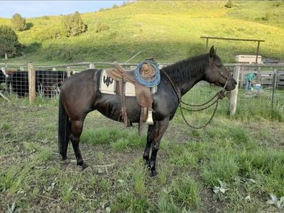 2016 Quarter Horse Mare