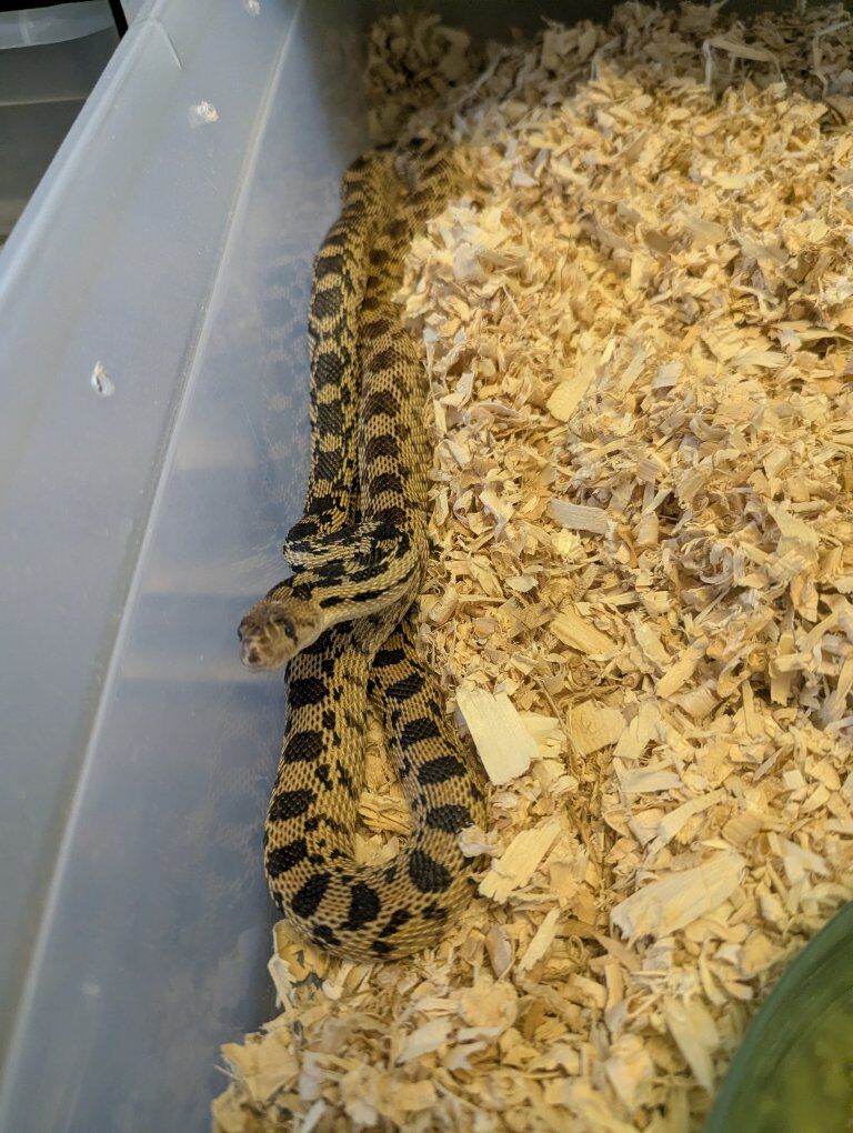 F gopher snake