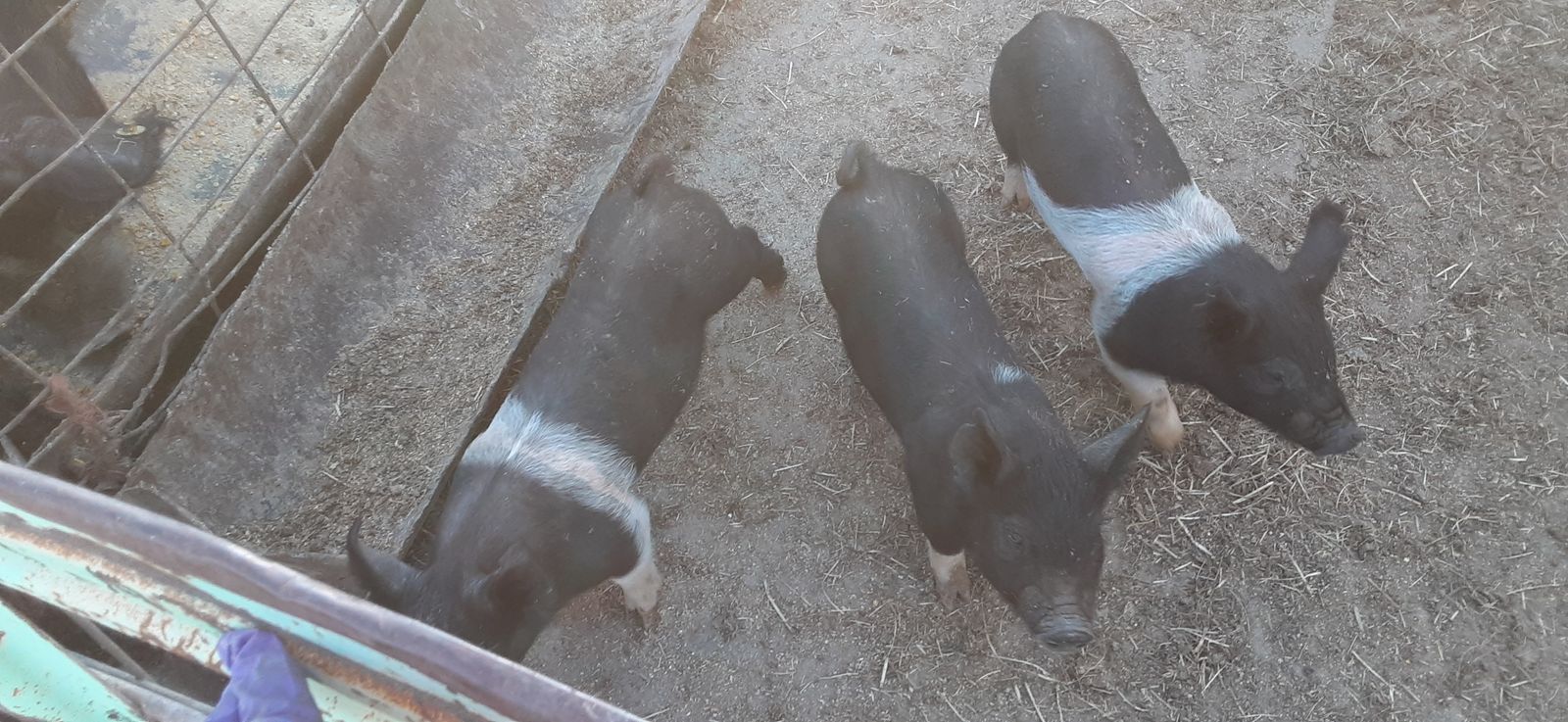 F1 Berkshire and Hampshire weaner pigs