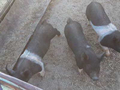 F1 Berkshire and Hampshire weaner pigs