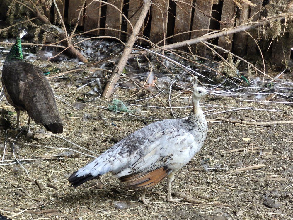 Peafowl