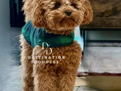 7lb Toy Cavapoo Stud 100% Clear Genetics!