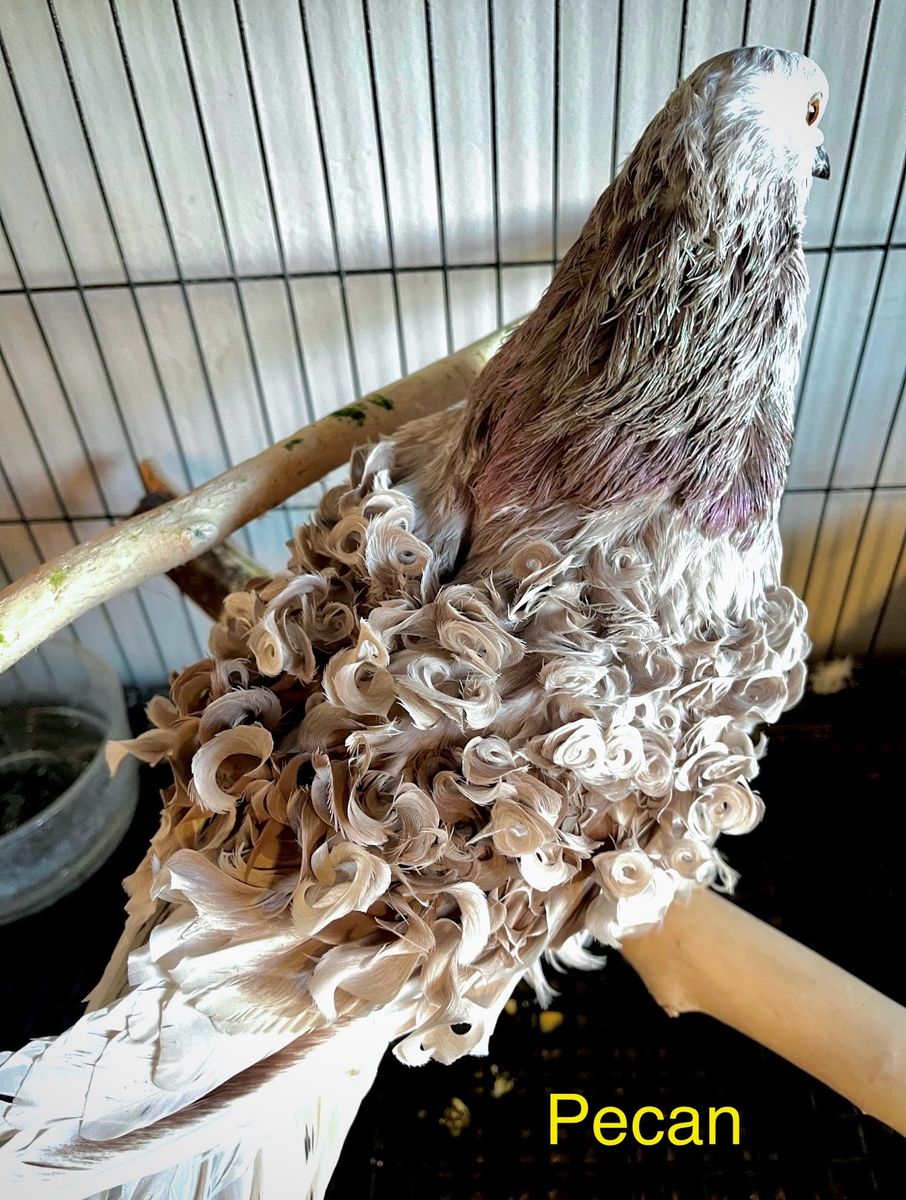 6 Frillback Pigeons