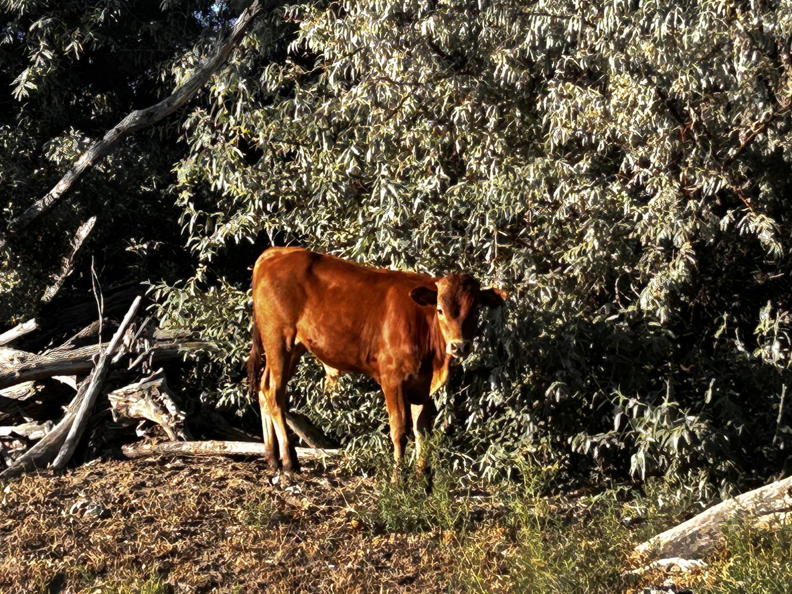 Corriente Calves