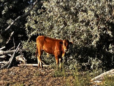 Corriente Calves