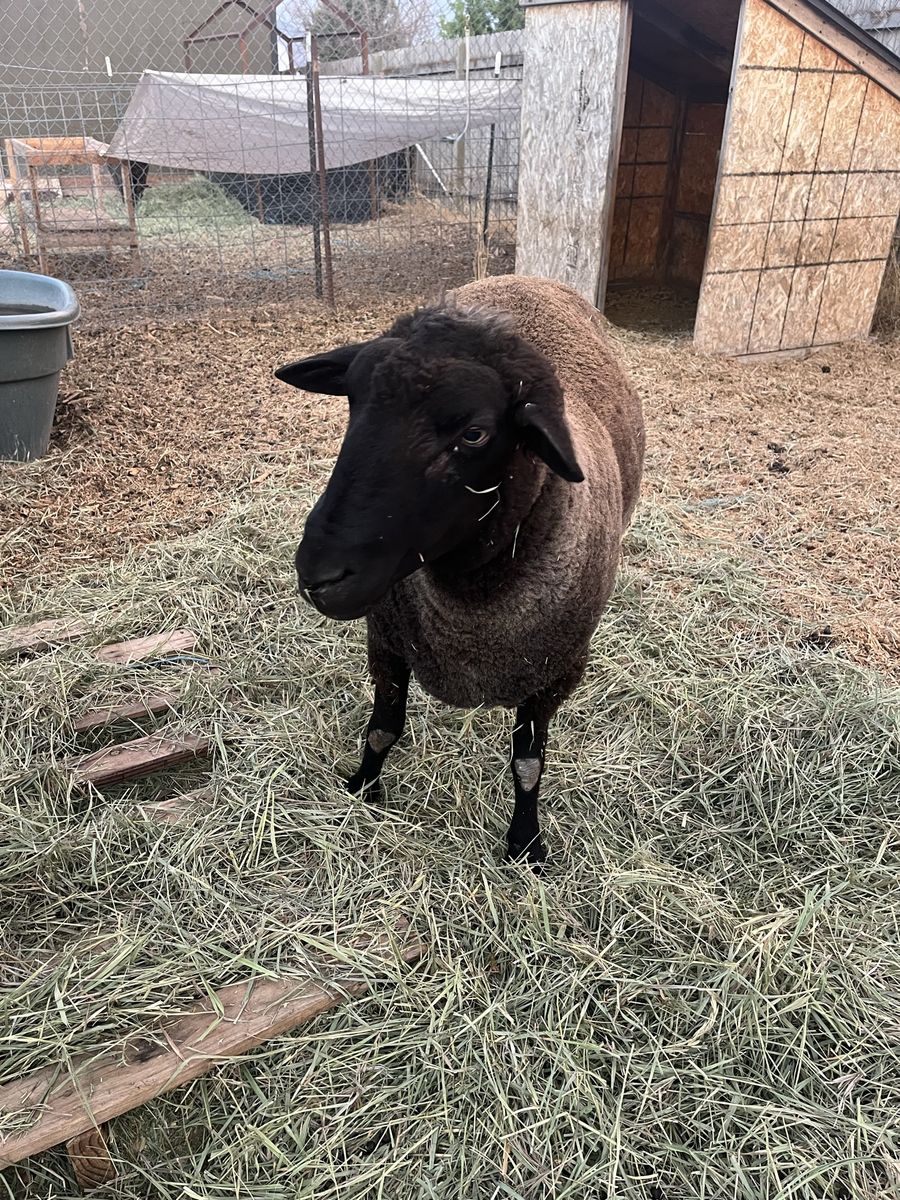 Ram sheep for sale