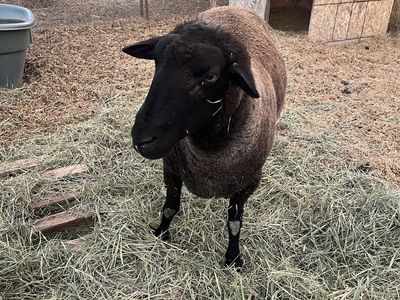 Ram sheep for sale