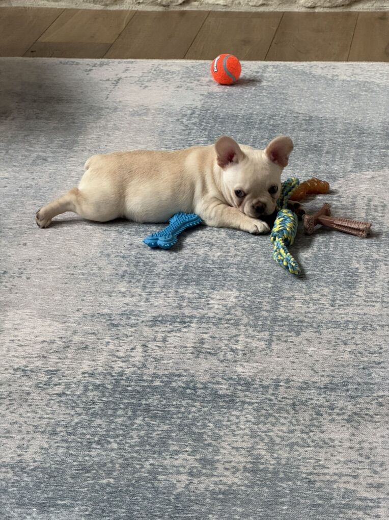 French Bulldog Puppy AKC Register-price Reduced