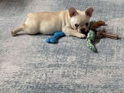 French Bulldog Puppy AKC Register-price Reduced