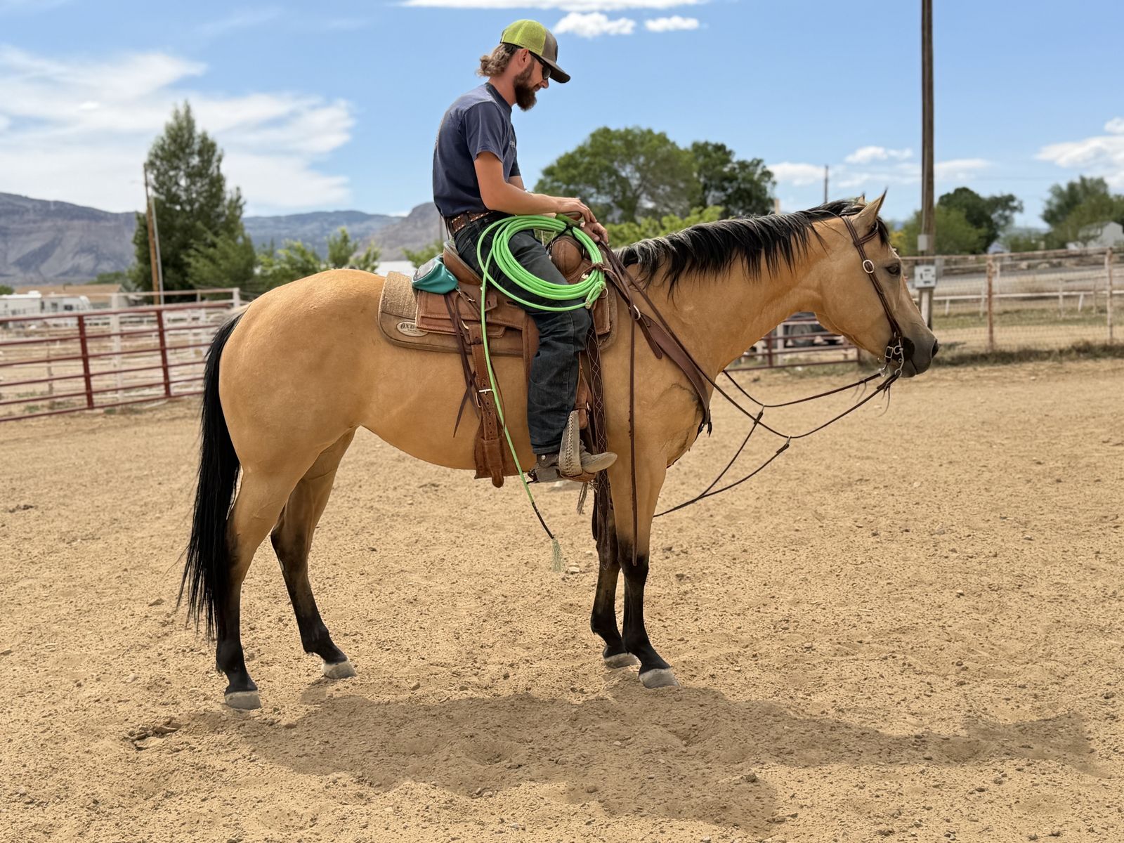 4 year old Mare AQHA