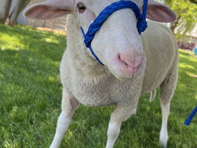Ram Lambs