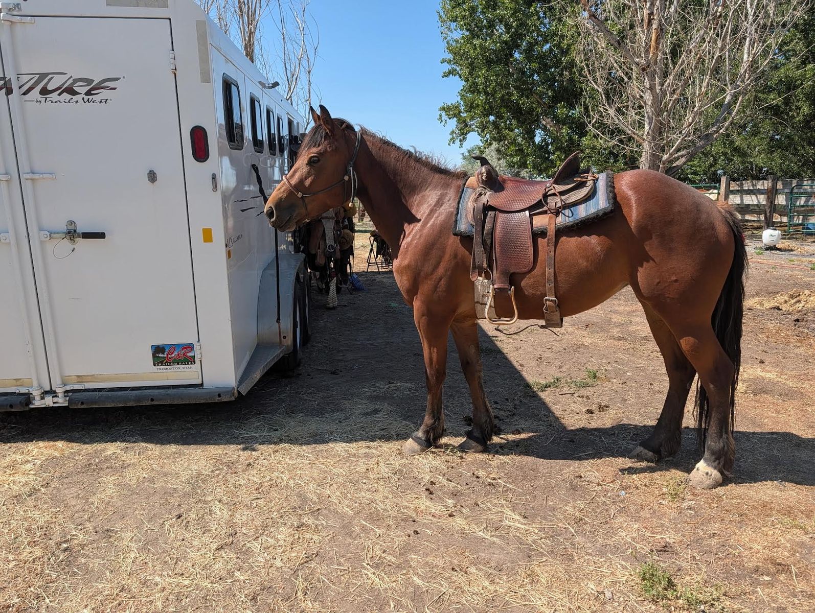 4 yr old mare - Half Draft -15 hands