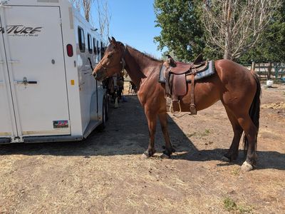 4 yr old mare - Half Draft -15 hands