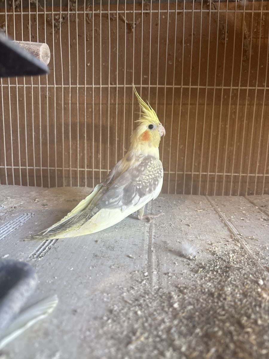 Baby Cockatiel  4 months old $180.00