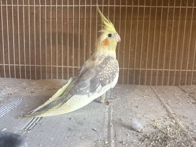 Baby Cockatiel 4 months old $180.00