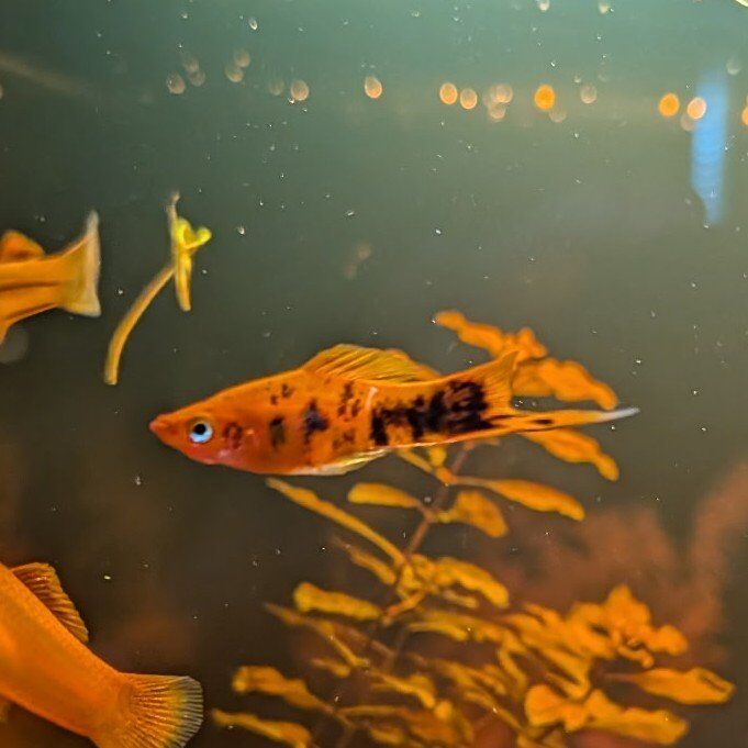 sword Tail aquarium fish