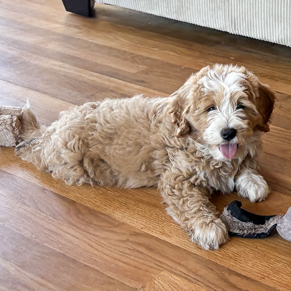 1 week old Bernedoodles like sheepadoodle poodle labradoodle cocker spaniel king charles cavalier aussiedoodle