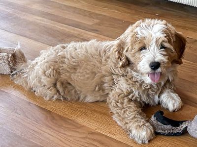 1 week old Bernedoodles like sheepadoodle poodle labradoodle cocker spaniel king charles cavalier aussiedoodle