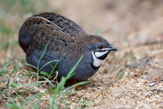 Button quail trade 